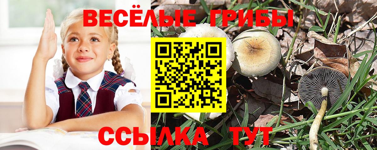 Псилоцибиновые грибы прущие грибы  Псилоцибиновые грибы Cubensis  Вход с VPN  Коммунар 